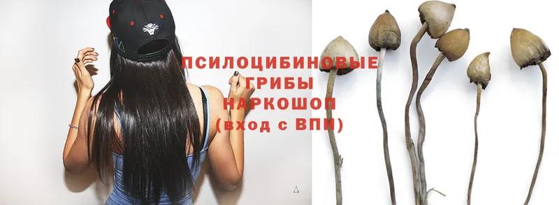 купить закладку  Кинешма  Псилоцибиновые грибы Psilocybe 